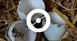 subheader CitizenScienceManual