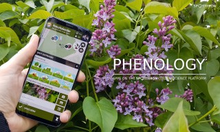 Phenology1