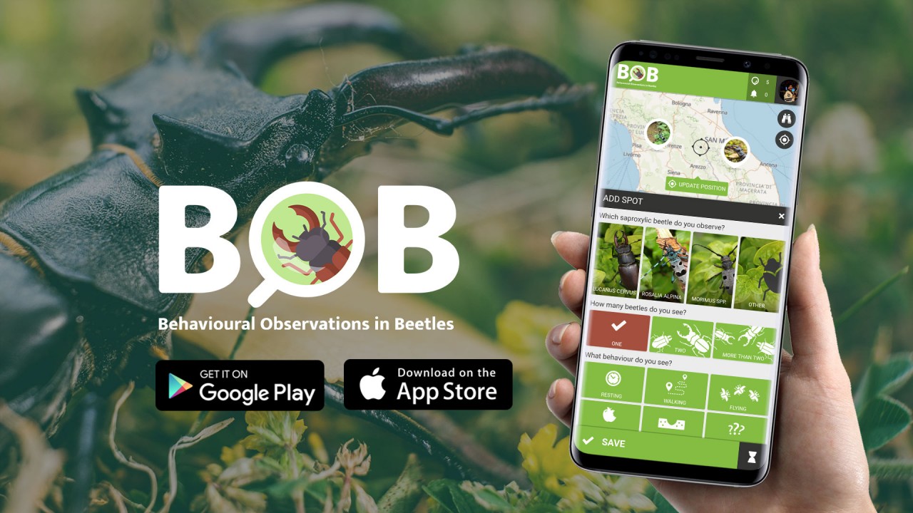 Bob Behavioural Observations