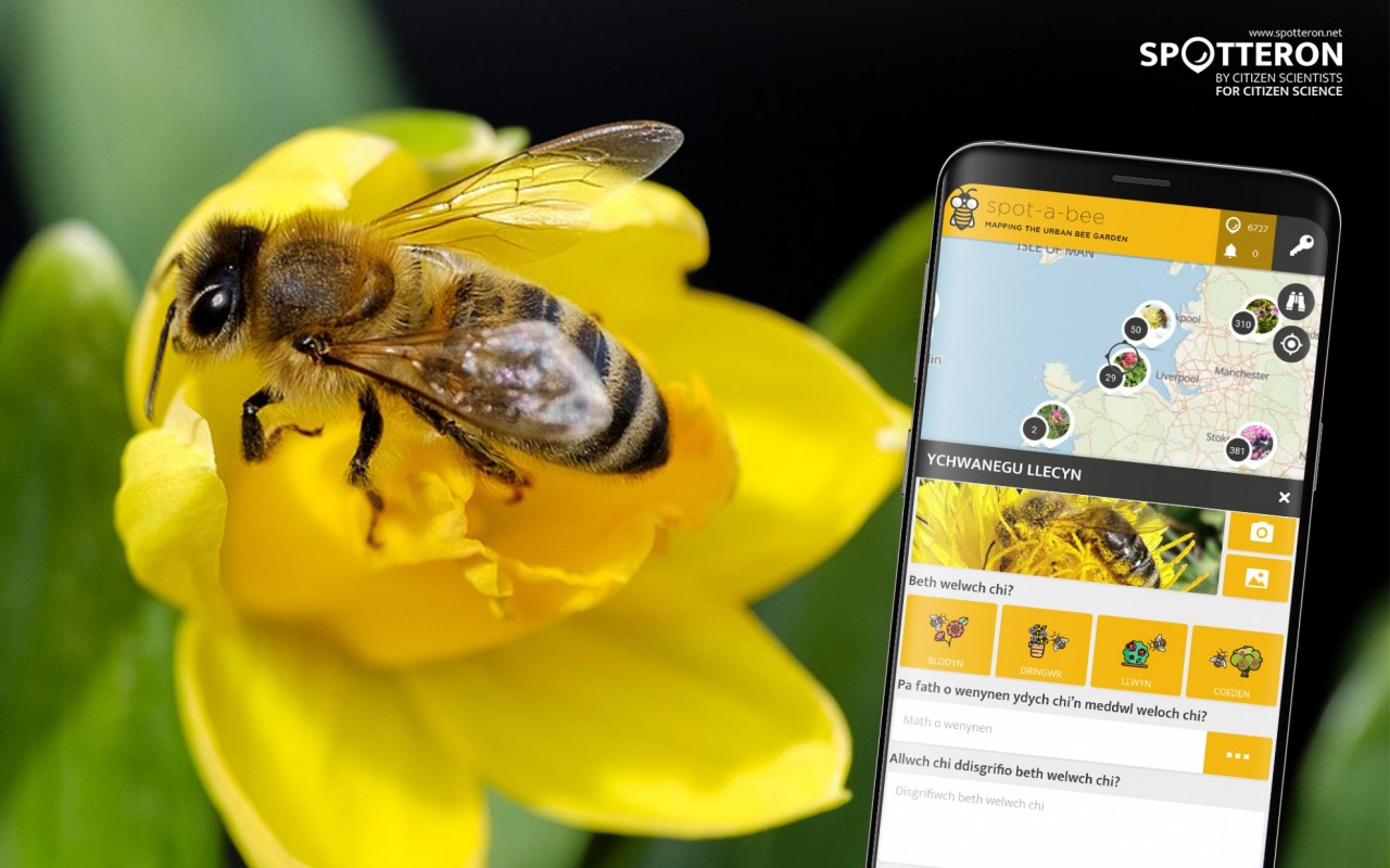 Spot-A-Bee, die Citizen Science App zur Beobachtung von Bienen und Pflanzen in Städten, ist jetzt auch auf Walisisch verfügbar. Croeso!
