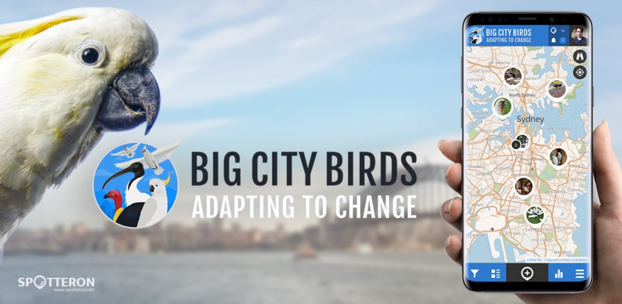 Big City Birds - ein neues Projekt auf der SPOTTERON Citizen Science Plattform