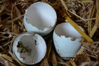 The NestCams Project has officially launched!