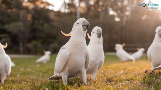 Big City Birds - A Citizen Science Success Story from Australia