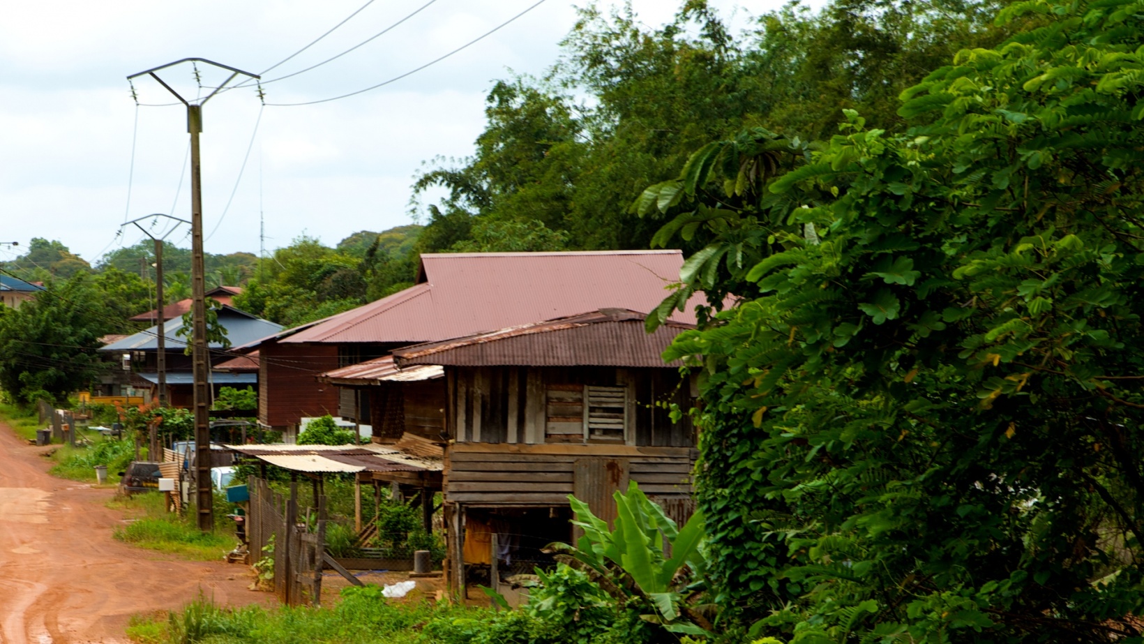 P51 | Citizen Science