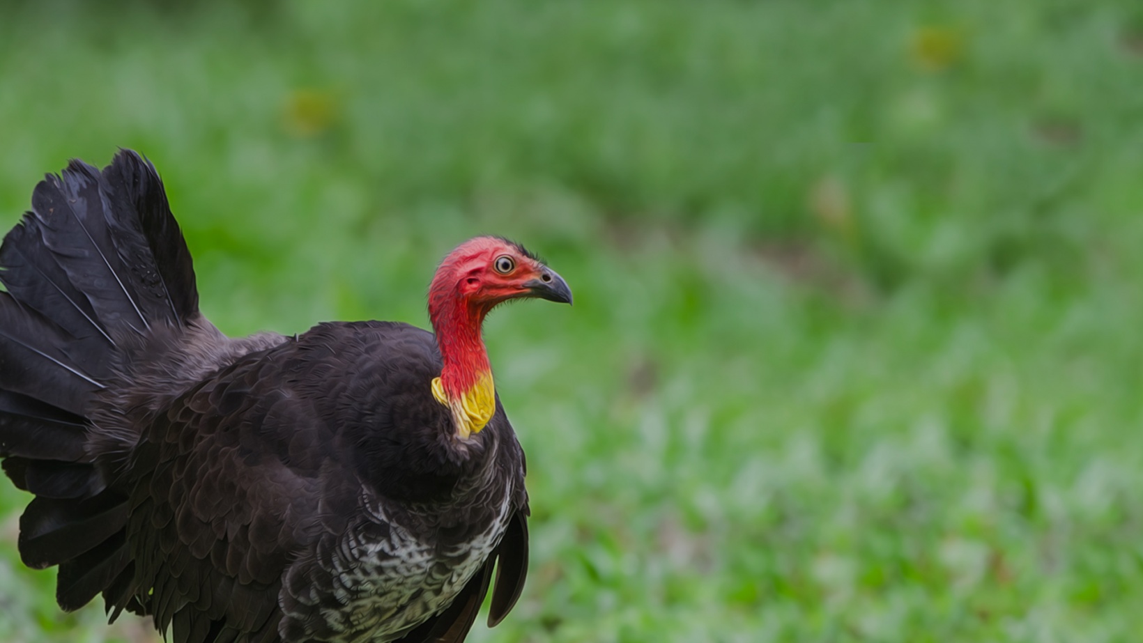 BrushTurkeys