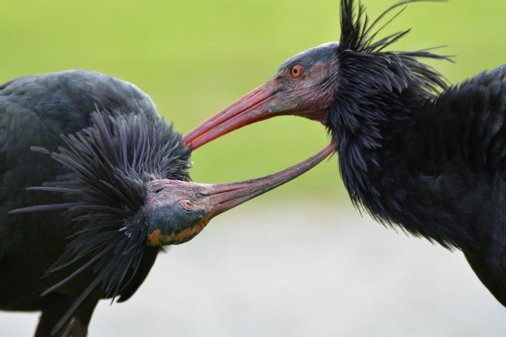 Hey Citizen Scientists, wanna to name some Northern Bald Ibis Chicks?