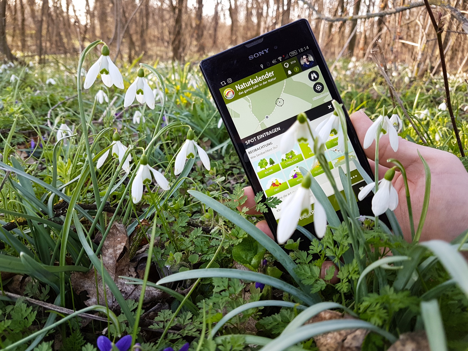 Dateneingabe &amp; Beobachtungen