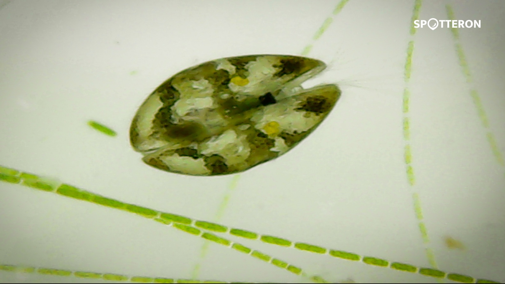 Citizen Science Ostersuche 2018