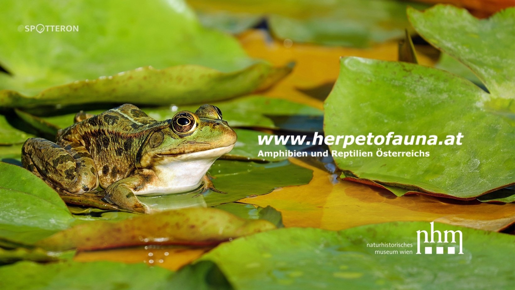 Let's meet Citizen Science! Episode 3 - Herpetofauna