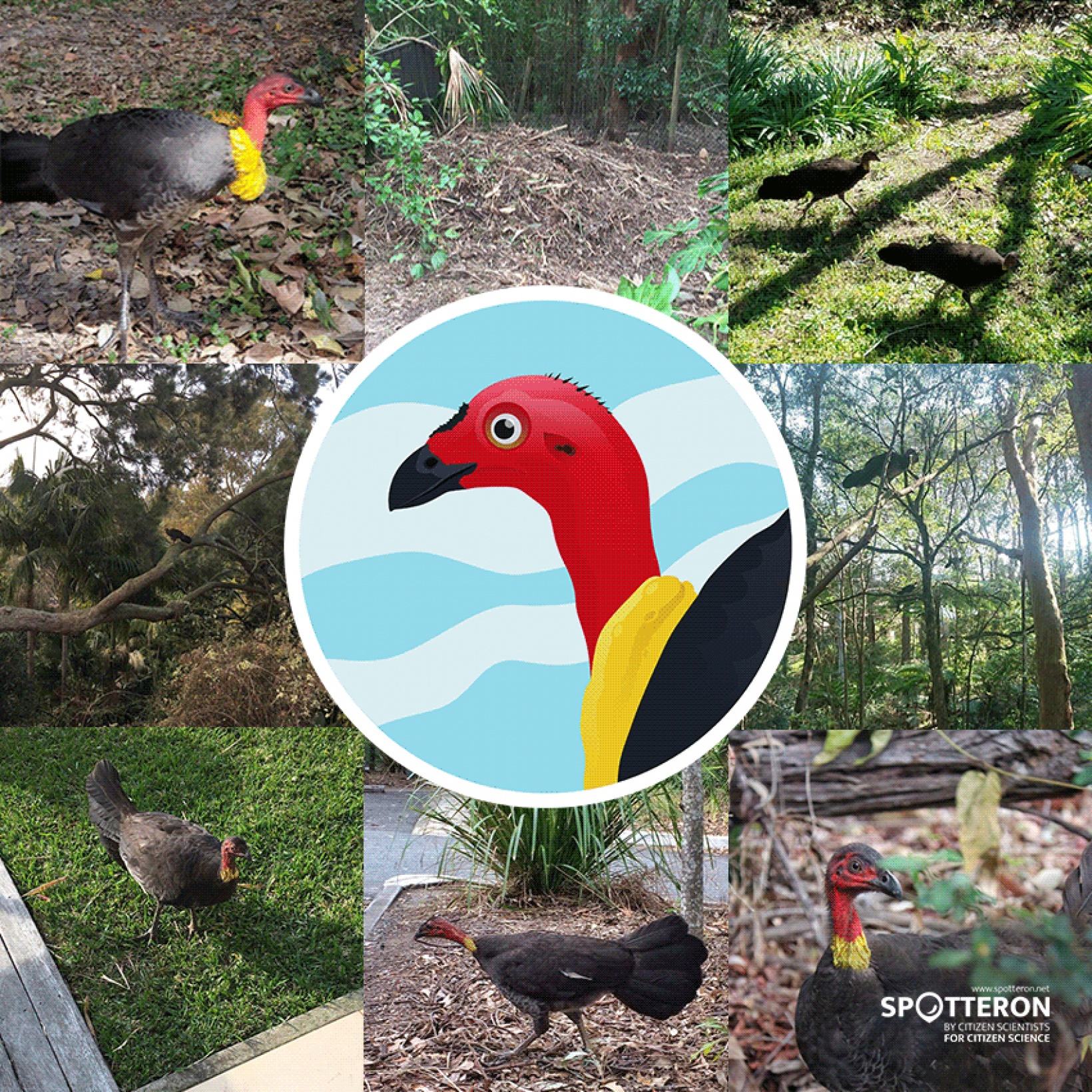 A new addition to the platform - Welcome Brushturkeys