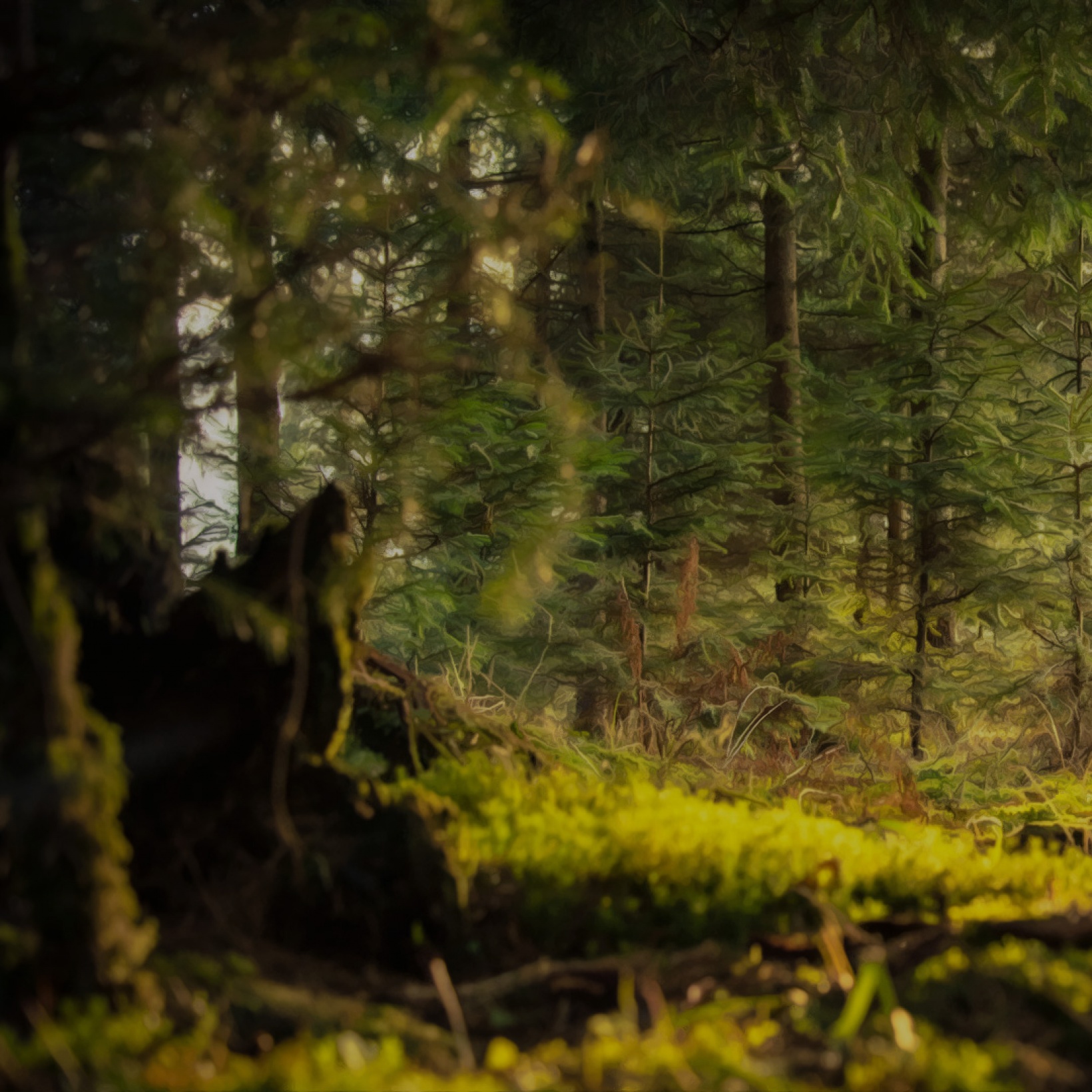 Green Growth Forests