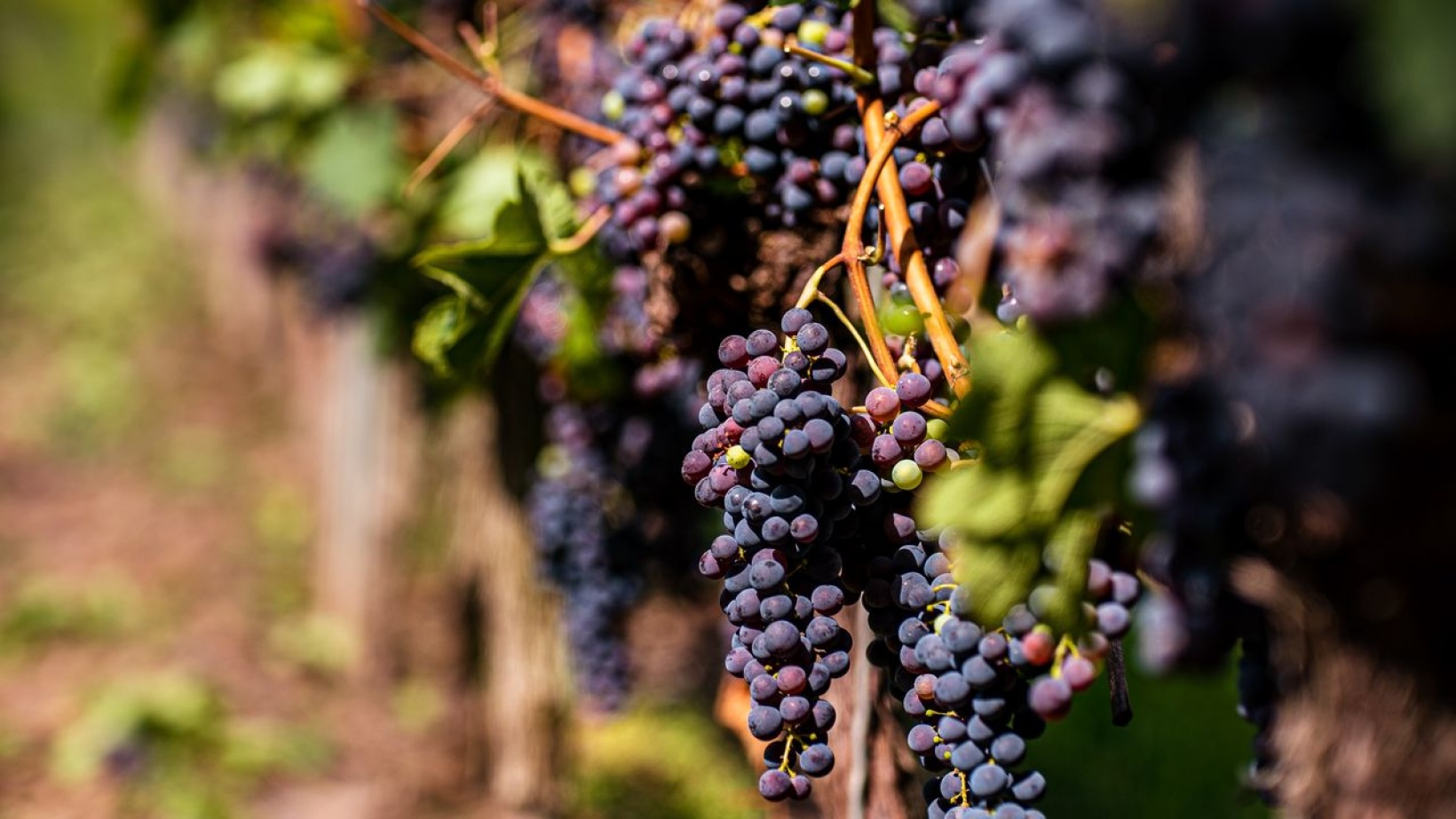 Vignaioli Piemontesi