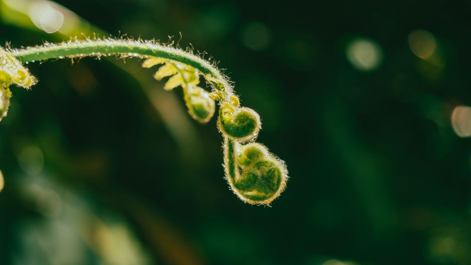 Jardin Suisse Ticino