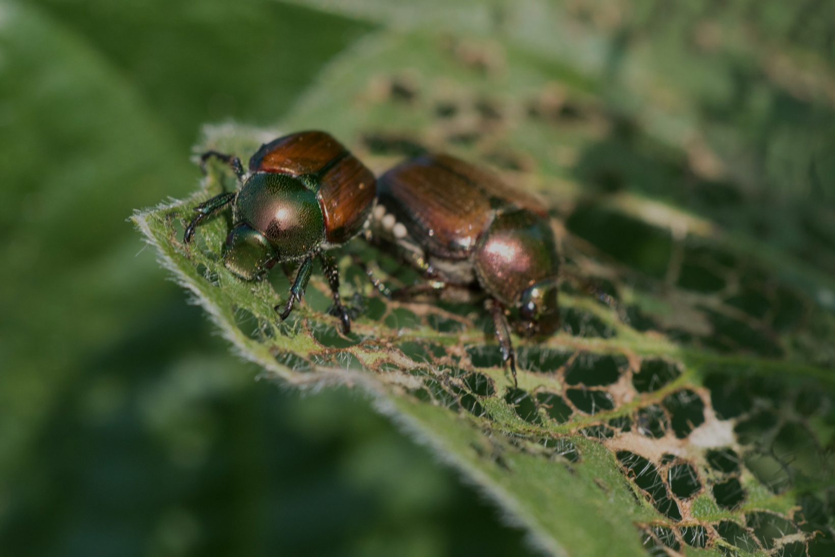 IPM Popillia | Integrated Pest Management of the Japanese Beetle