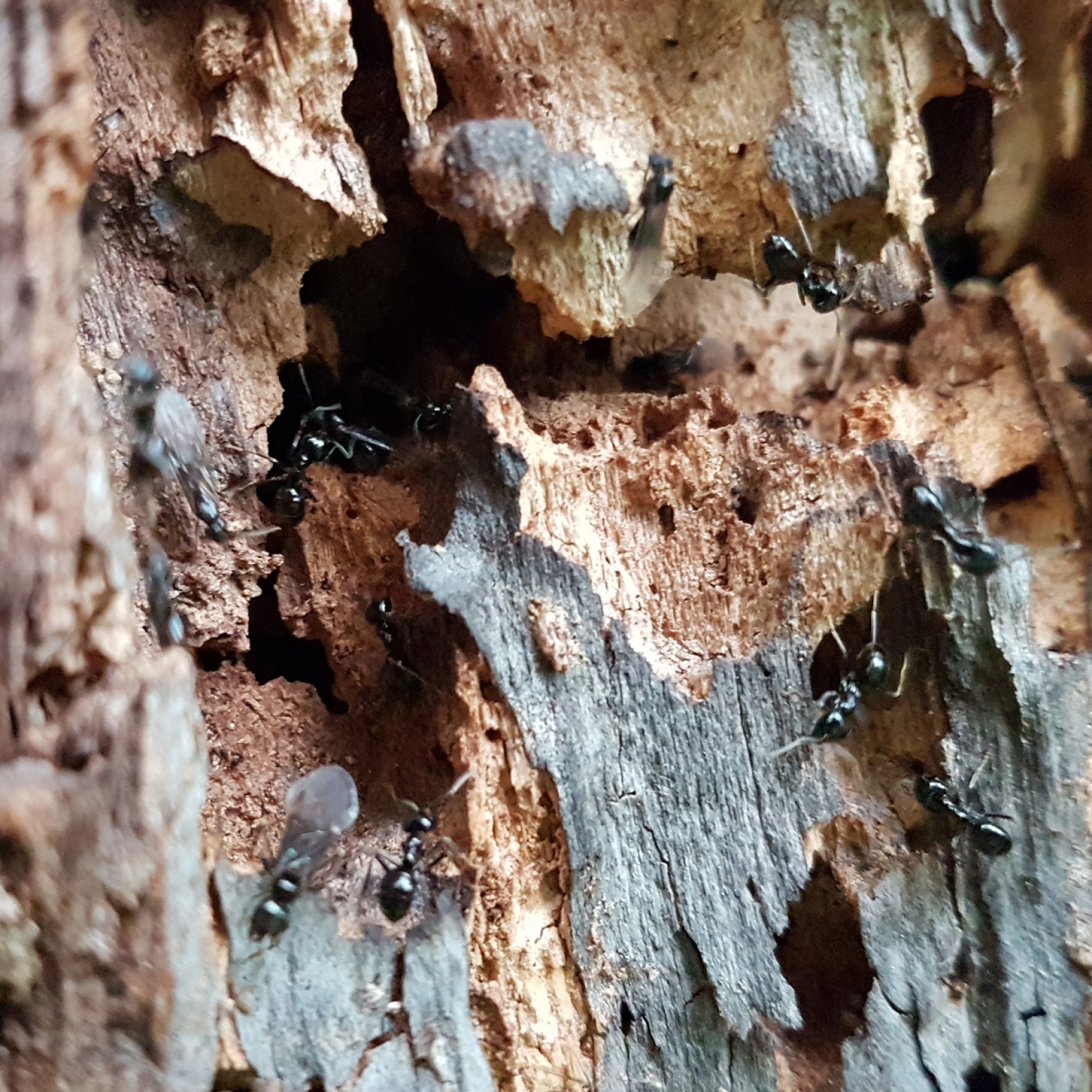 Impressionen aus dem Nationalpark Lobau