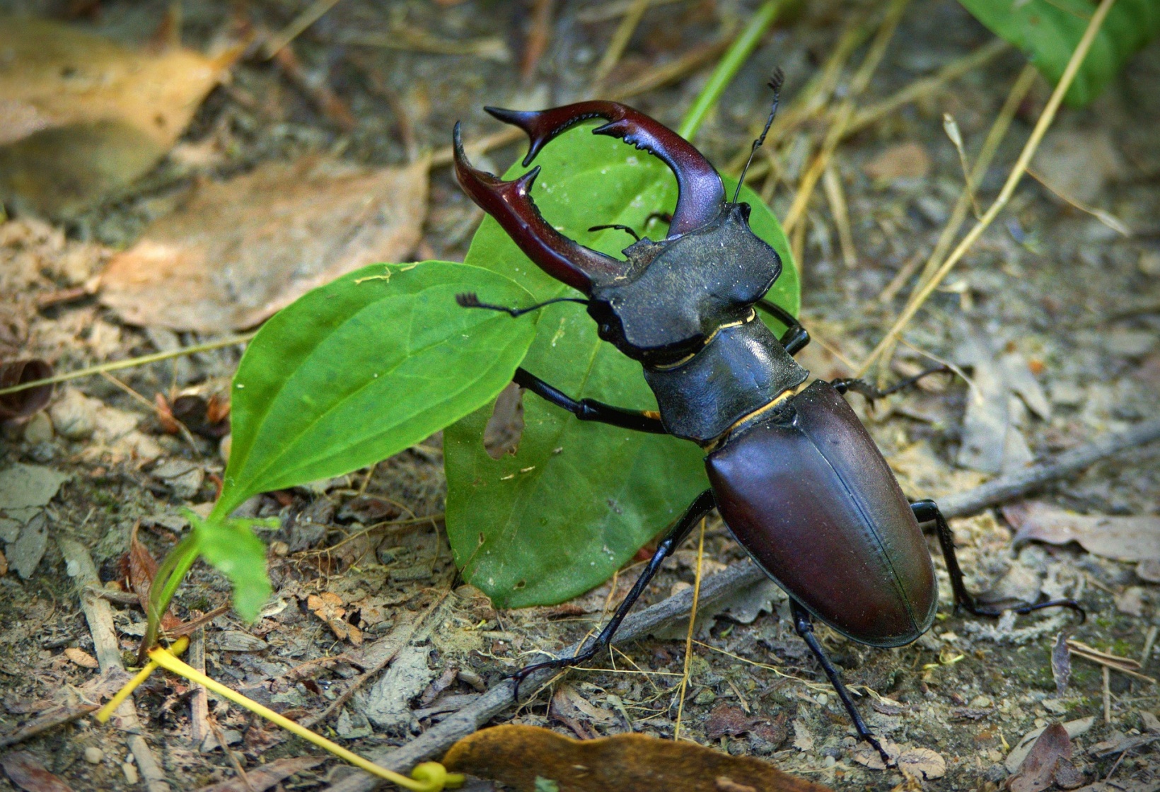 BOB - Behavioural Observations in Beetles