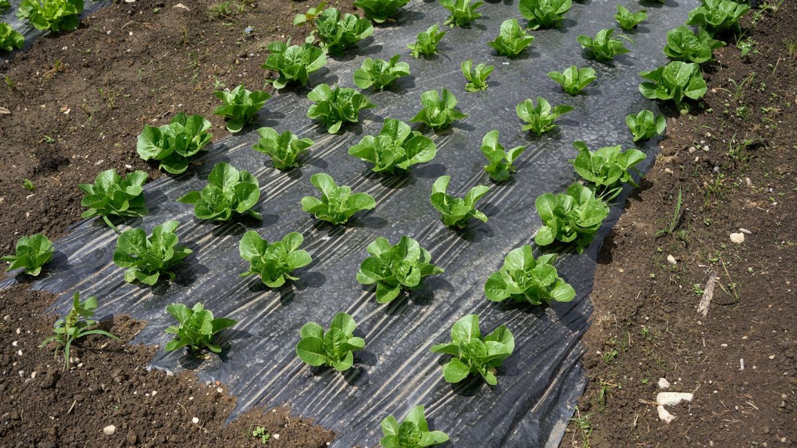 CHQ Technologies P.C.